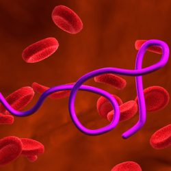 Borrelia miyamotoi