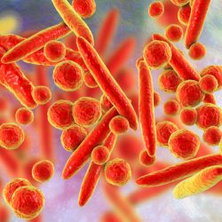 Mycoplasma