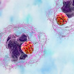 coinfections ehrlichiosis