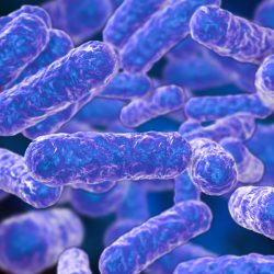 Coinfection Bartonella