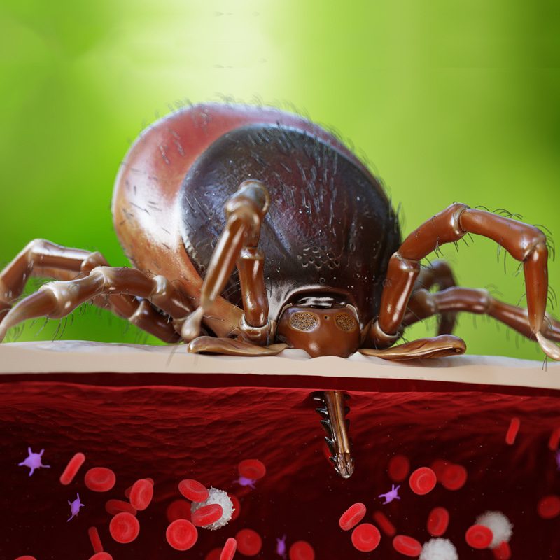 ricketssia tick
